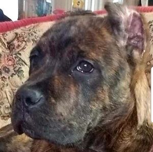 Meet your Posher, Chad